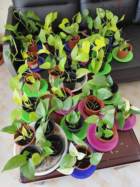 variety money plants for sale for 0.500 fils each pot 6