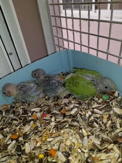 Indian ring neck parrot chick Green Color For Sale Age 20 Days