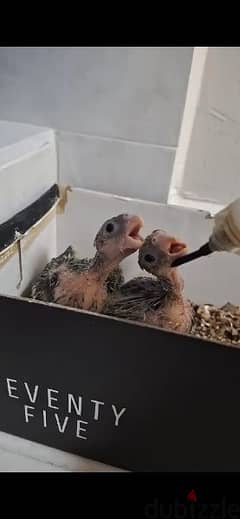cockatiel chicks كوكتيل