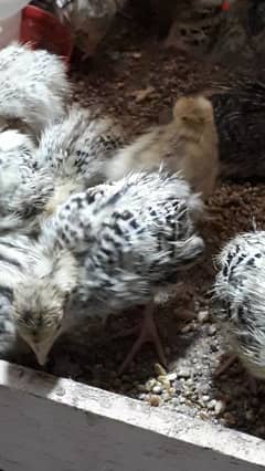 Quail chicks urgent for sale 0