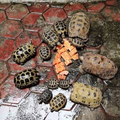 turtles available