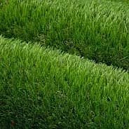 Grass Carpet 0