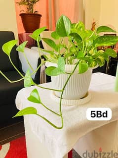 Healthy money plant for sale  2 bd and 5 bd