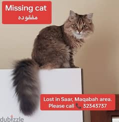 MISSING CAT PLEASE HELP