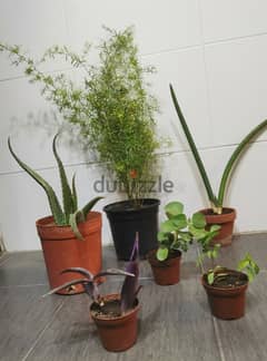 6 outdoor plants