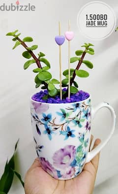 1.500 bd jade plant mugs decorative indoor