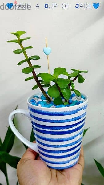 1.500 bd jade plant mugs decorative indoor 1