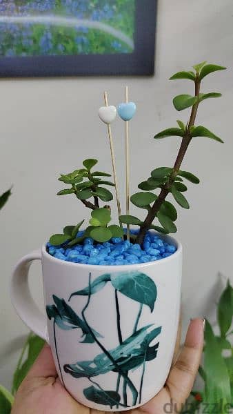 1.500 bd jade plant mugs decorative indoor 2