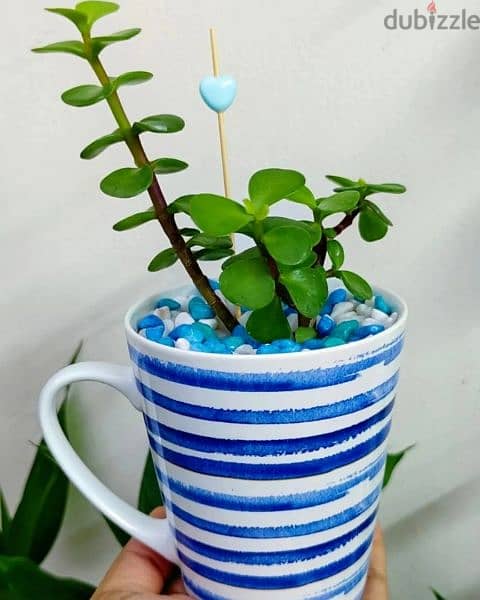1.500 bd jade plant mugs decorative indoor 4