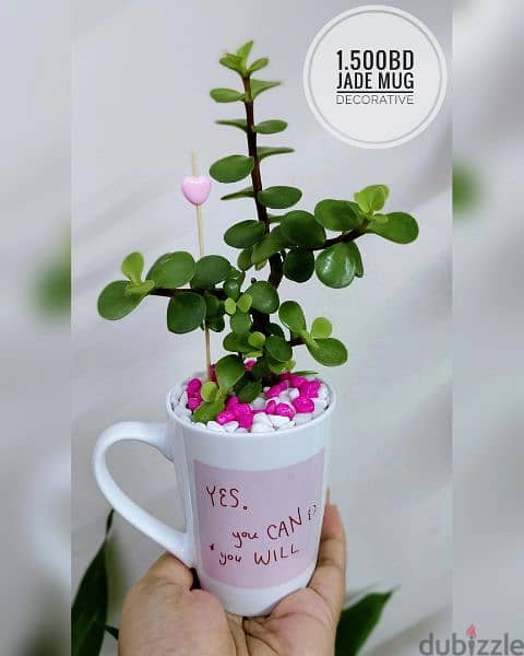 1.500 bd jade plant mugs decorative indoor 5