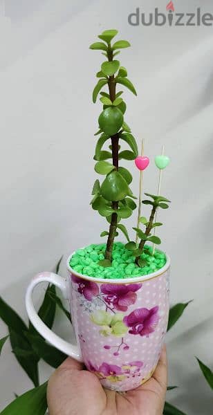1.500 bd jade plant mugs decorative indoor 6