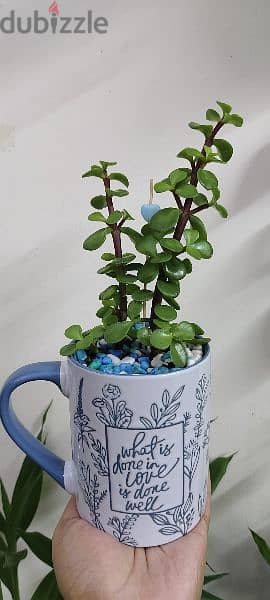 1.500 bd jade plant mugs decorative indoor 7