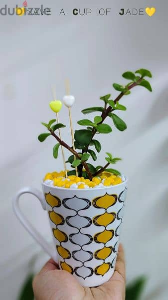 1.500 bd jade plant mugs decorative indoor 8