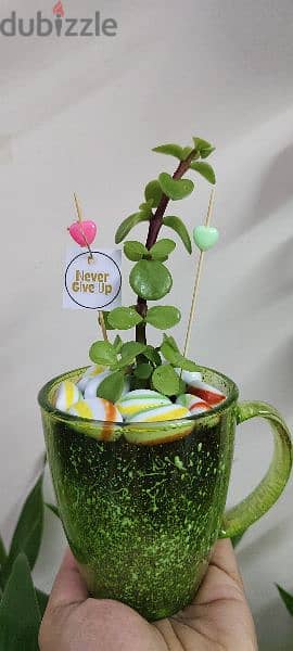 1.500 bd jade plant mugs decorative indoor 9