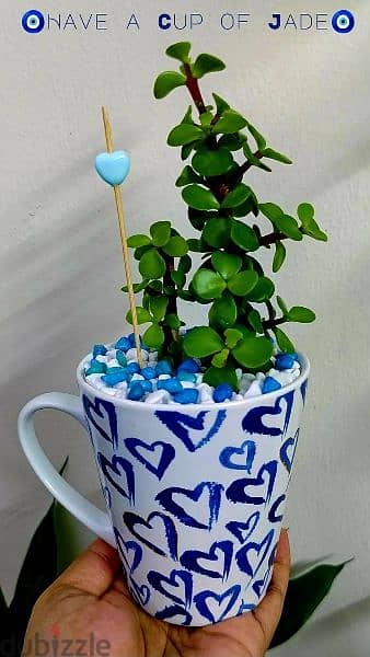1.500 bd jade plant mugs decorative indoor 10