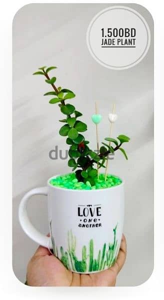 1.500 bd jade plant mugs decorative indoor 11