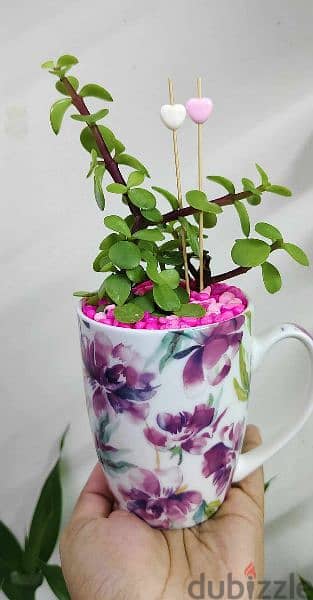 1.500 bd jade plant mugs decorative indoor 14
