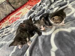 Kittens For Adoption