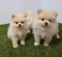 Pomeranian and poodle and Golden Retriever  0