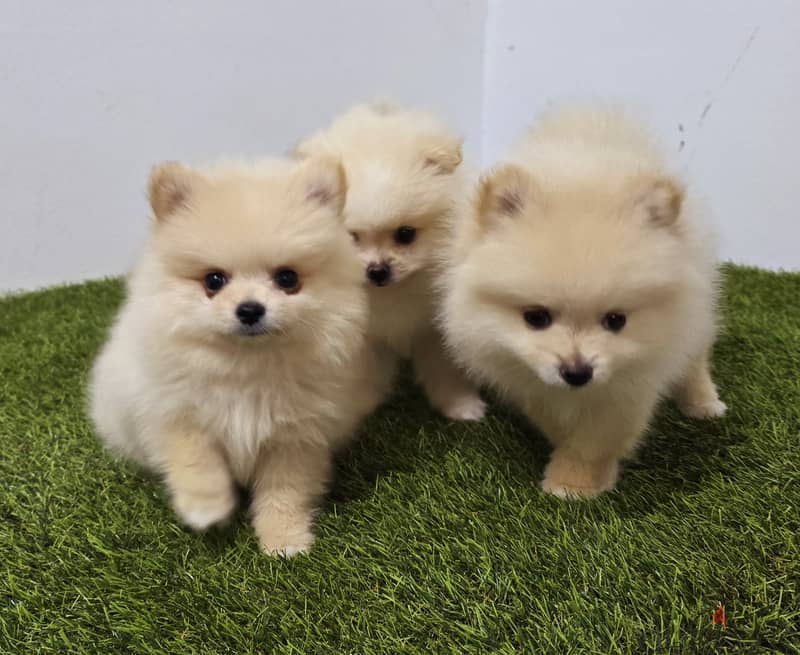 Pomeranian and poodle and Golden Retriever  1
