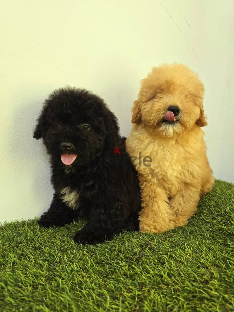 Pomeranian and poodle and Golden Retriever  2