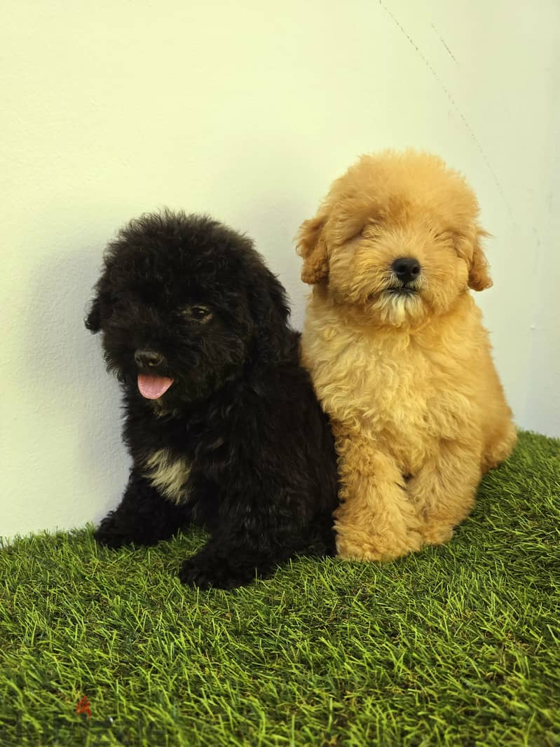 Pomeranian and poodle and Golden Retriever  3