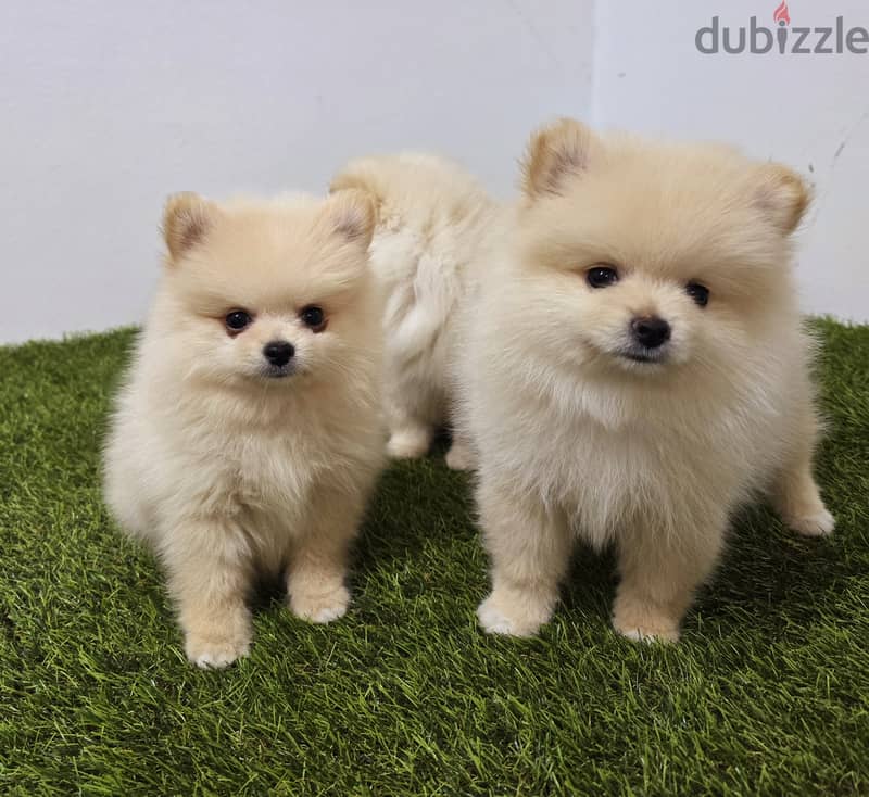 Pomeranian and poodle and Golden Retriever  8