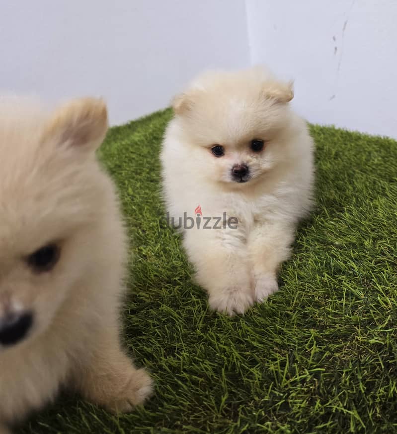 Pomeranian and poodle and Golden Retriever  9