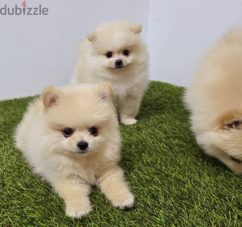 Pomeranian and poodle and Golden Retriever  10