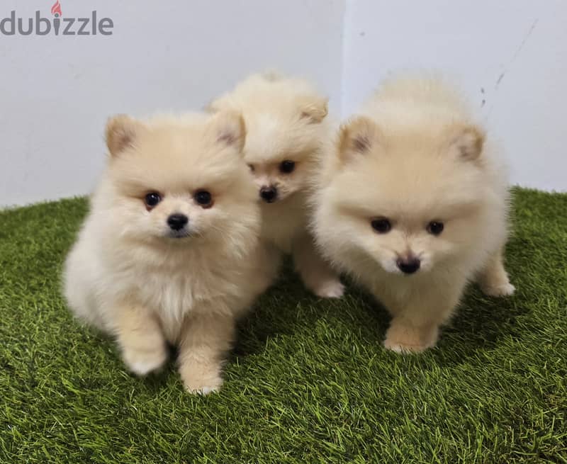 Pomeranian and poodle and Golden Retriever  11