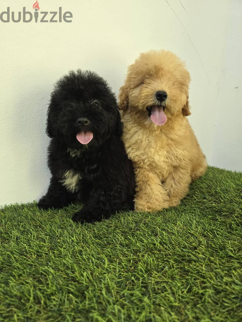 Pomeranian and poodle and Golden Retriever  12