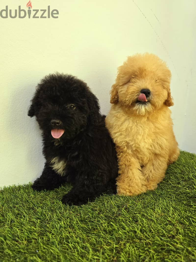 Pomeranian and poodle and Golden Retriever  13