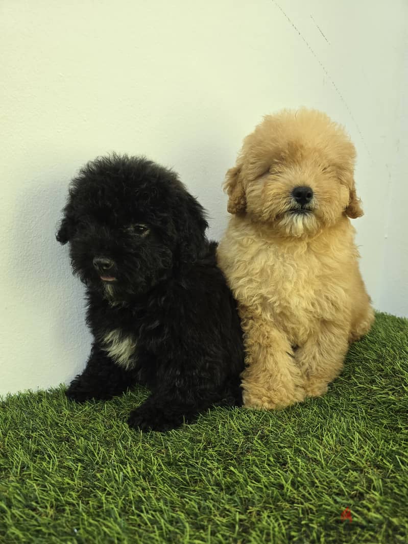 Pomeranian and poodle and Golden Retriever  15