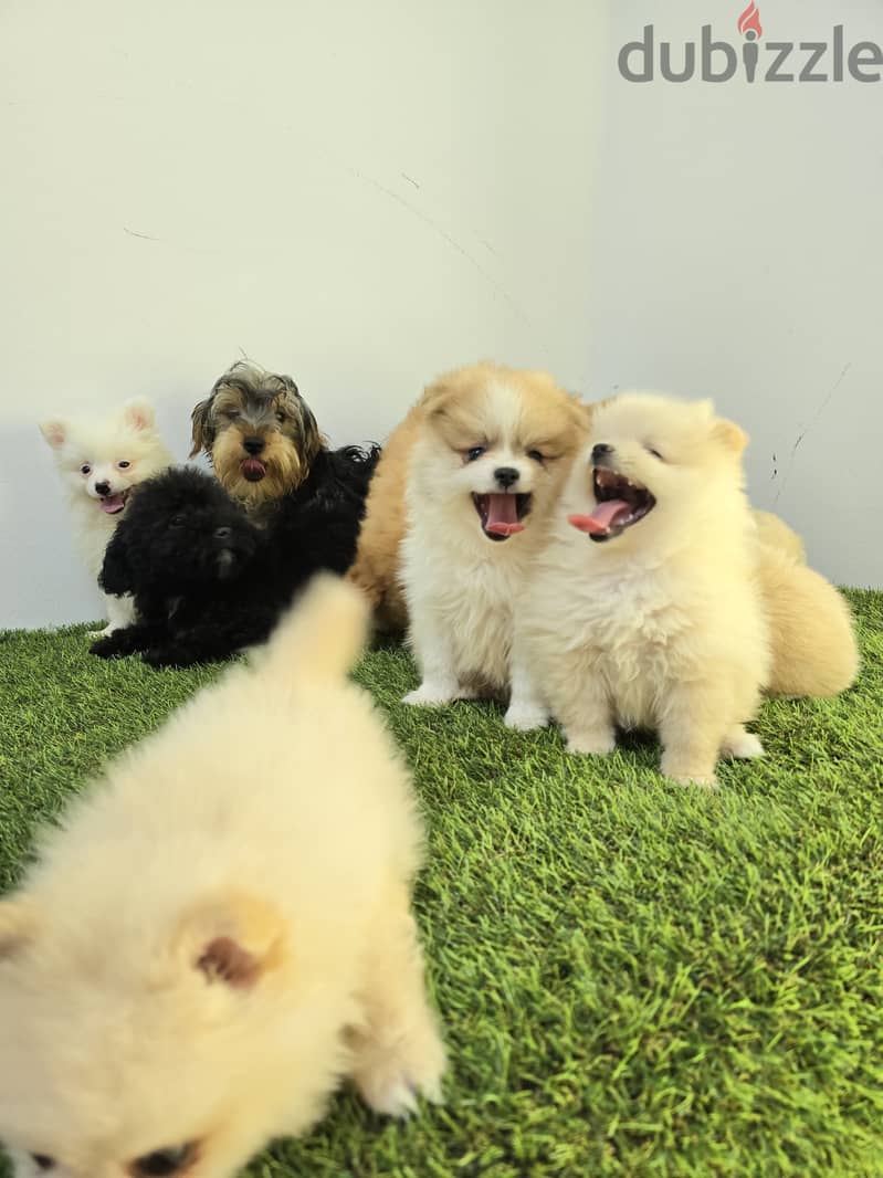 Pomeranian and poodle and Golden Retriever  16