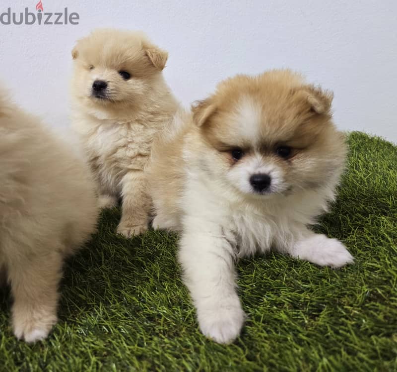 Pomeranian and poodle and Golden Retriever  17