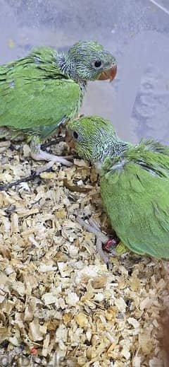Baby birds green-متوتين بيبي لون اخضر