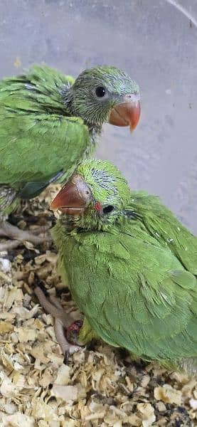 Baby birds green-متوتين بيبي لون اخضر 1