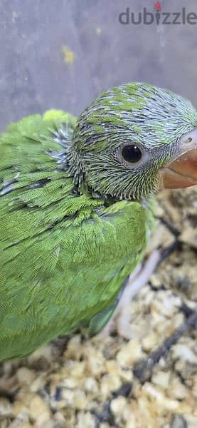 Baby birds green-متوتين بيبي لون اخضر 3