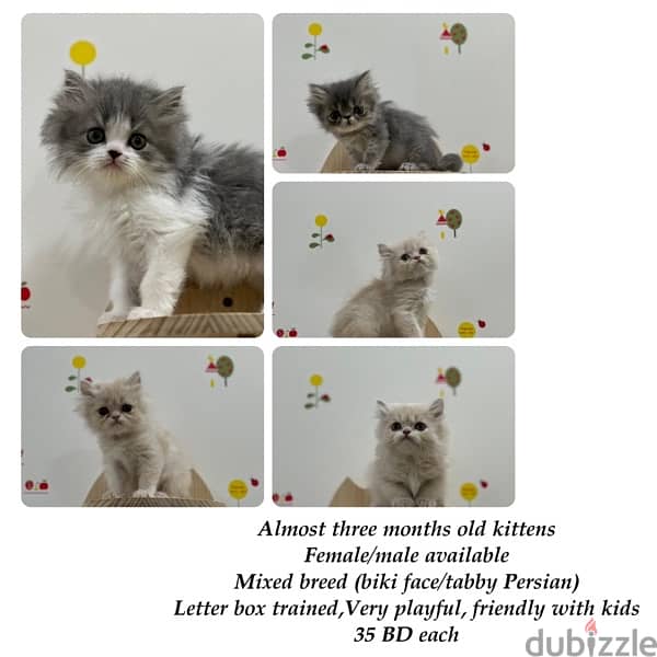 kittens for sale 7