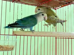 beautiful pair of love birds with cage