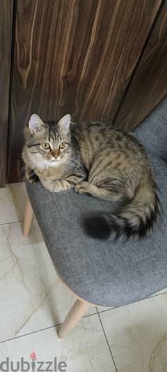 Persian Cat Free Adoption