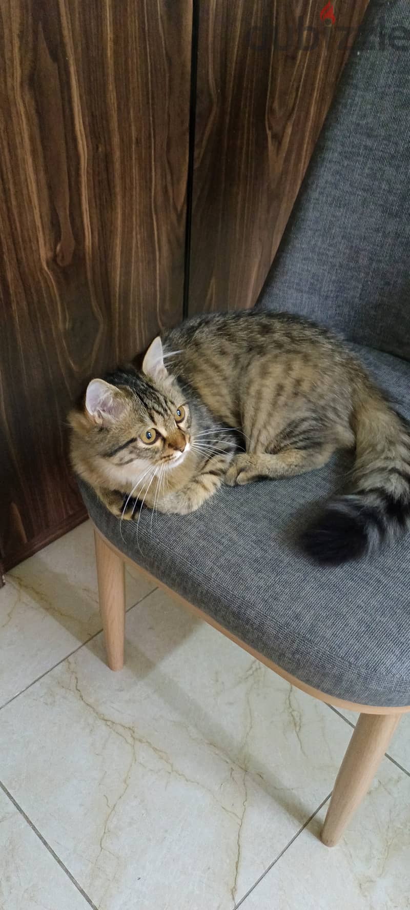 Persian Cat Free Adoption Urgent 1