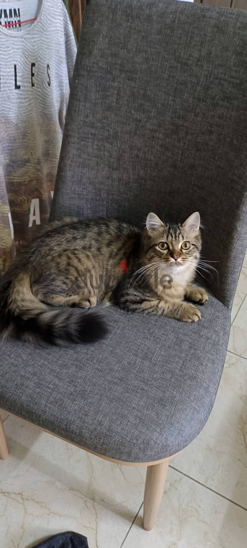 Persian Cat Free Adoption Urgent 2