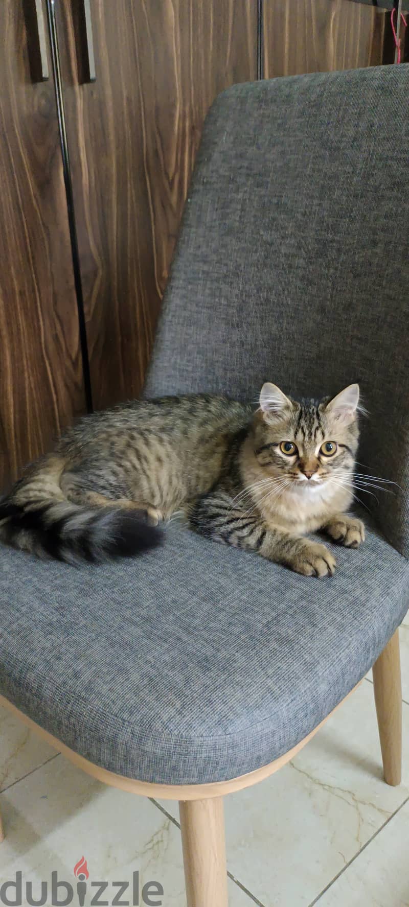 Persian Cat Free Adoption 3
