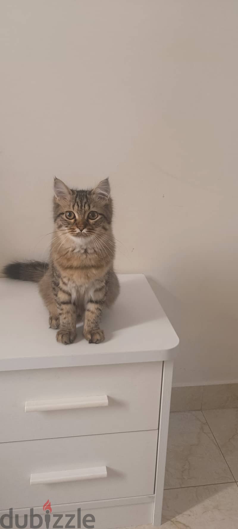 Persian Cat Free Adoption Urgent 4