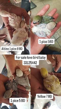 for sale love bird baby