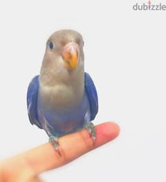 Hand tammed beautiful lovebird blue