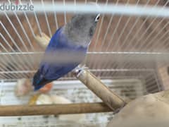 love bird pair for sale with cage 0