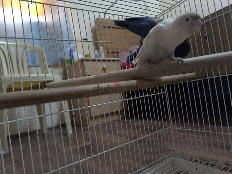 love bird pair for sale with cage 3