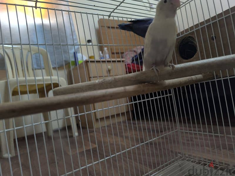 love bird pair for sale with cage 4